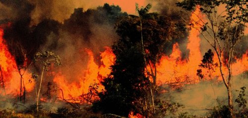 رئتا الكوكب تحترقان… 10 أمور عليكم معرفتها عن غابات الأمازون
