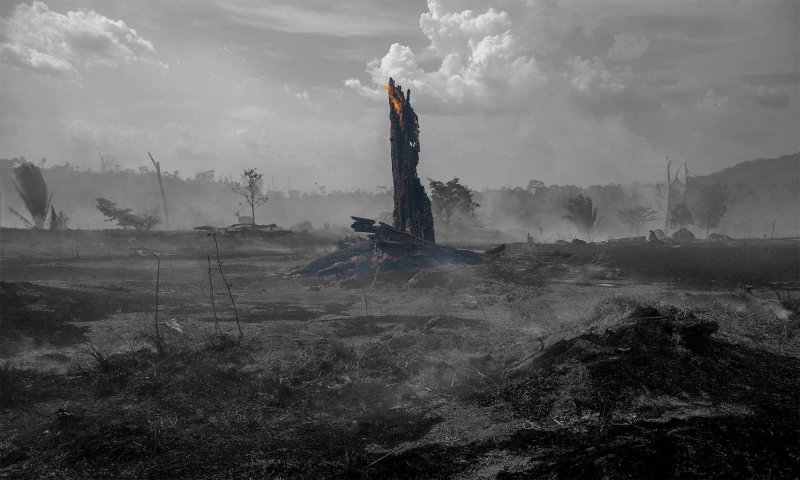 الأمازون تحترق أم تُحرق… وما ذنبنا نحن في ذلك؟