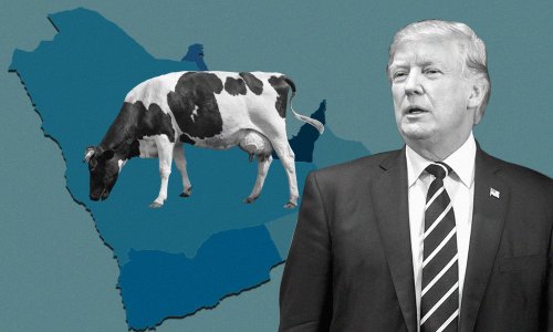 نظرية "البقرة الحلوب"... كيف ينظر ترامب إلى دول الخليج؟
