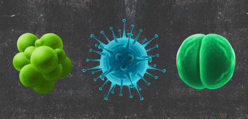 ما قبل "كورونا"... ستة فيروسات أظهرت للعالم مدى هشاشته