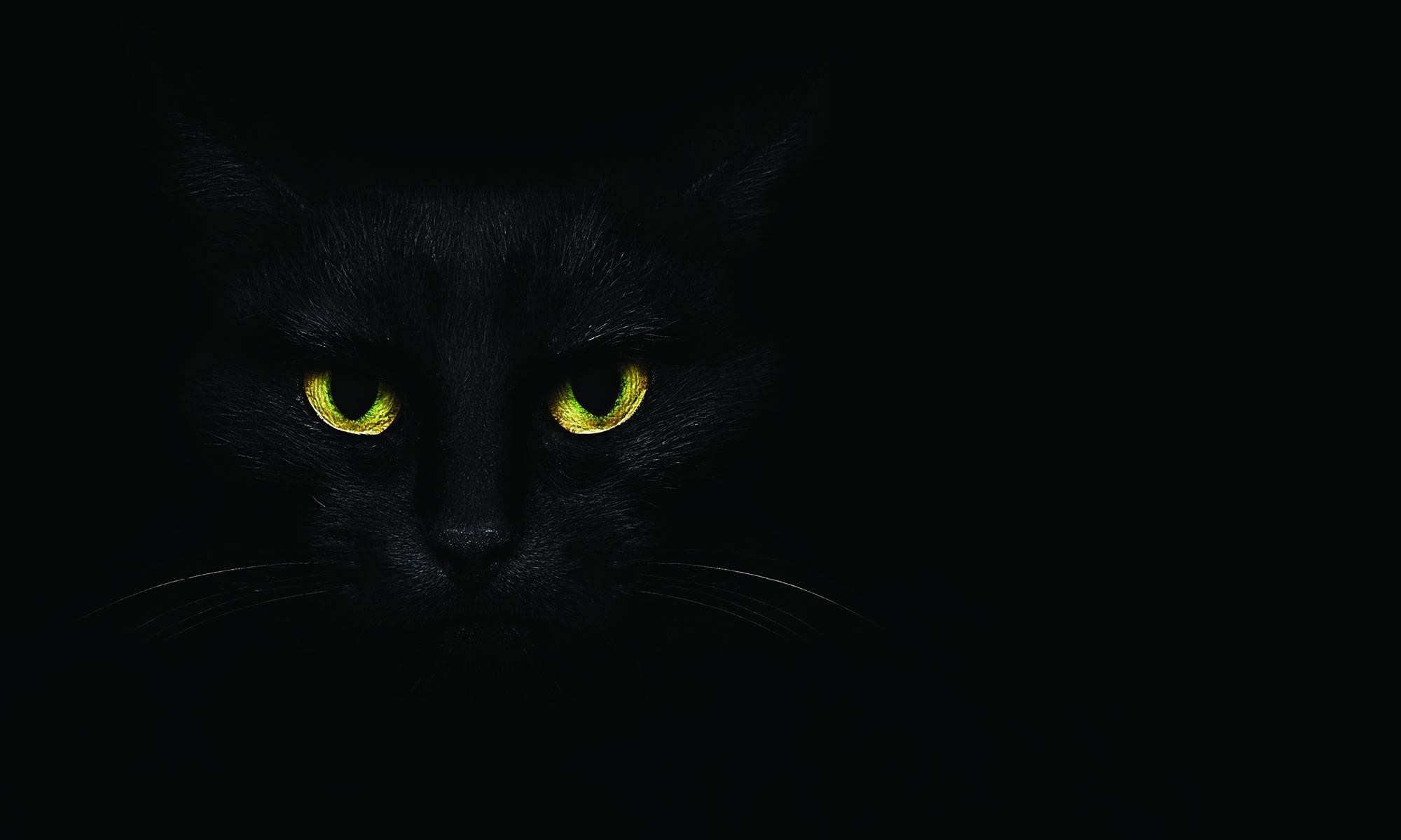 Черная кошка на черном фоне