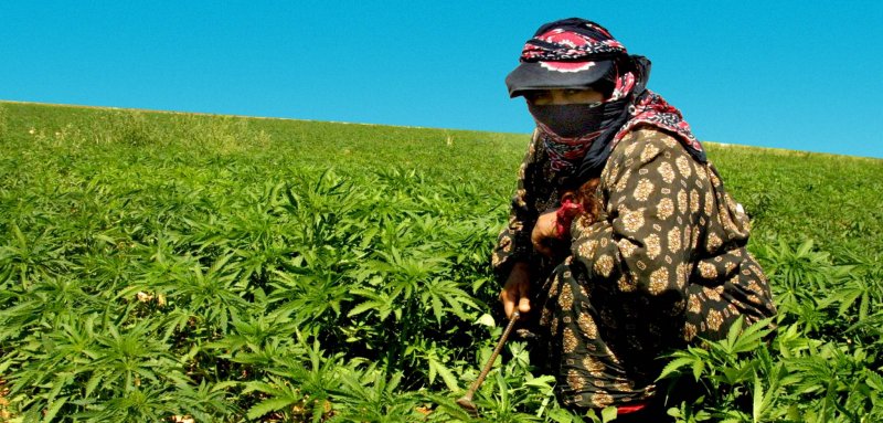 تشريع زراعة الحشيش في لبنان... مشاركة الدولة في الأرباح لا تحسين حياة المزارعين