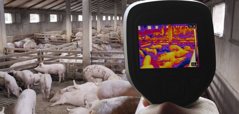 مصدره الخنزير… وباء محتمل جديد قادم من الصين