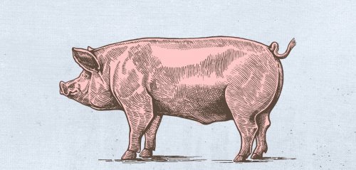 التحريم والأسطورة… لماذا لا يأكل البعض لحم الخنزير؟