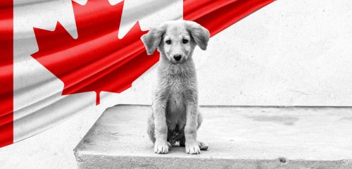 نجت من انفجار المرفأ… "كلاب شوارع" لبنانية تحصل على اللجوء في كندا