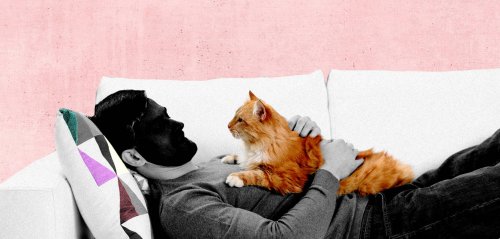 رسالة إلى صديقي القط مشمش: لا تحزن، إنهم بشر