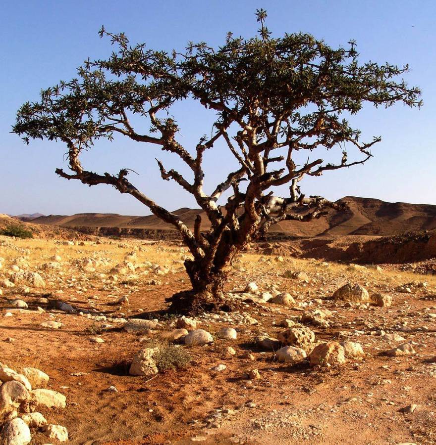 شجرة من الجان في عُمان تحميها الثعابين المُجنَّحة اللُّبان رصيف 22