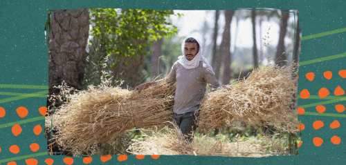 سوق سوداء لإرضاء الحكومة... كيف يهدد موسم "القمح الإجباري" مستقبل زراعته في مصر؟