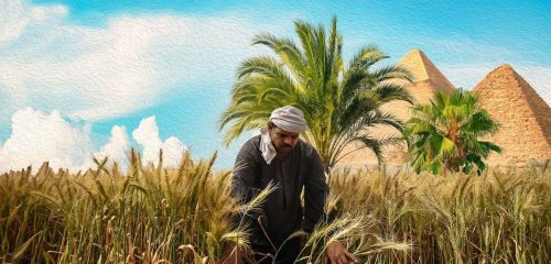 "من أكثر المحاصيل تأثّراً"... مزارعو القمح في مصر في مواجهة التغير المناخي