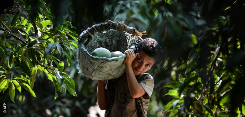 "الأشجار لم تعد تطرح"... مزارعو الجوافة والمانغو في مصر قلقون من تقلّبات المناخ