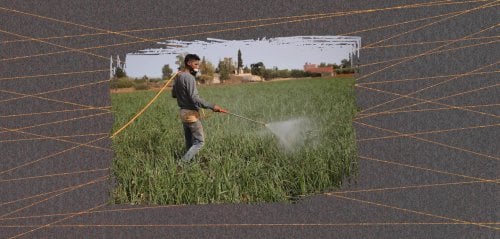 "تؤدي إلى إتلاف النباتات"... استخدام عشوائي ومبيدات زراعية منتهية الصلاحية في اليمن