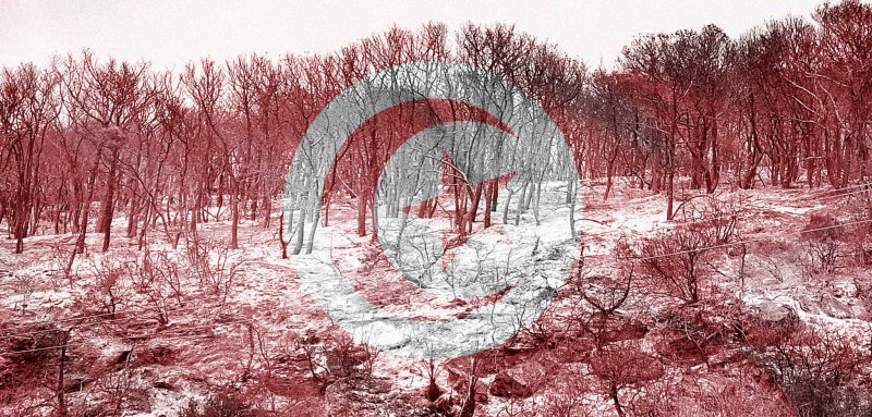 حرائق الغابات في تونس... بين شبهات الإجرام وعجز الدولة