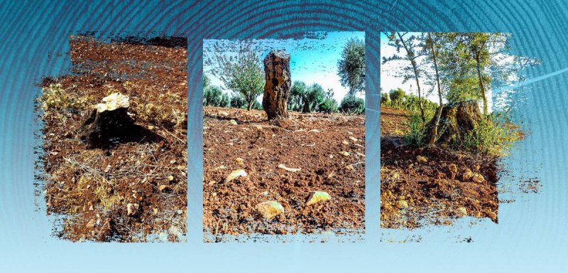 "إبادة جماعية من نوع آخر"... الفصائل الموالية لتركيا تقطع أشجار عفرين و"جذور أهلها"