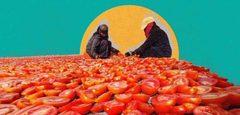 Solution oriented Egyptian farmers combat climate change by drying tomatoes