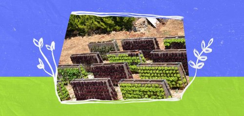 Vertical farming: A sustainable solution for Lebanon's unstable food market