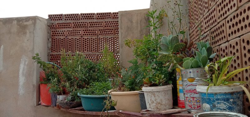 الزراعة داخل المنازل في اليمن