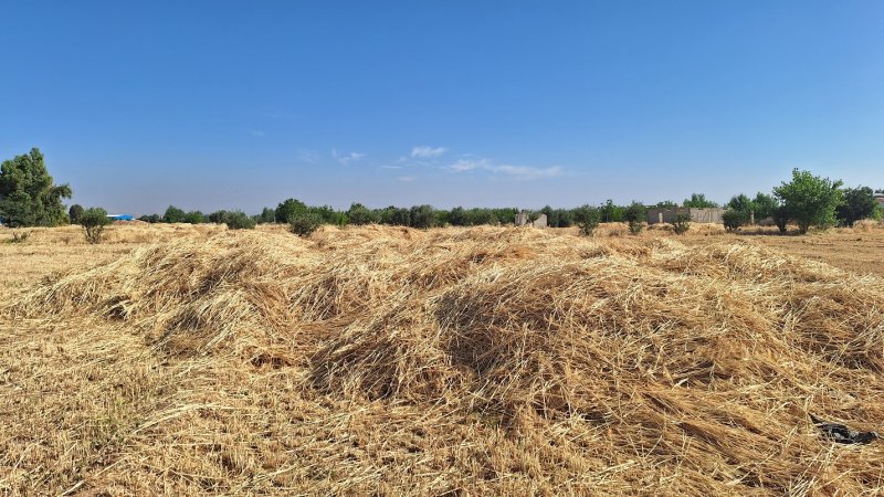 "نأمل بمحصول جيد رغم المتاعب"... من موسم حصاد القمح في سوريا