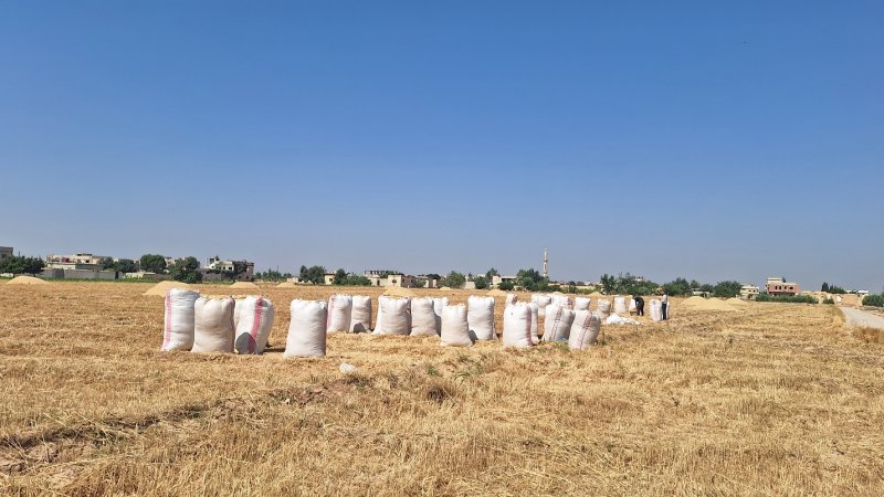 "نأمل بمحصول جيد رغم المتاعب"... من موسم حصاد القمح في سوريا