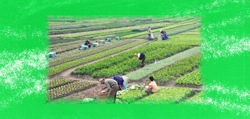 في المغرب... سياسات "قاتمة" لصالح المزارعين الكبار وغياب للأمن الغذائي؟