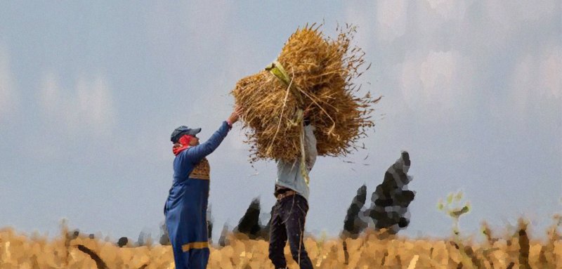 لماذا خيّبت التغيّرات المناخية آمال مزارعي القمح في مصر؟
