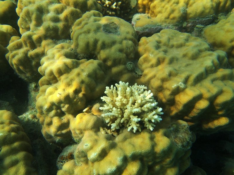 الابيضاض يهدد الشعاب المرجانية... و"التكاثر الجنسي" ربما يكون طوق النجاة