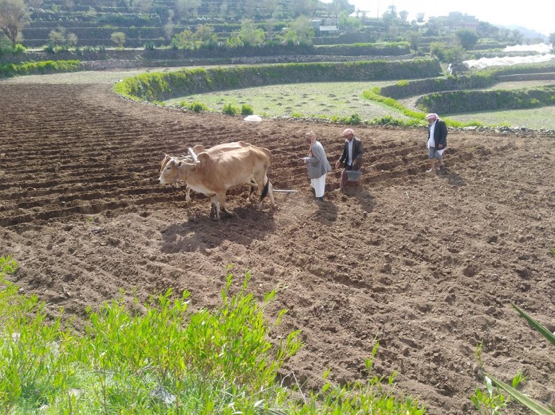 بخلطات صديقة للبيئة... كيف يتغلب مزارعو اليمن على ارتفاع أسعار الأسمدة؟