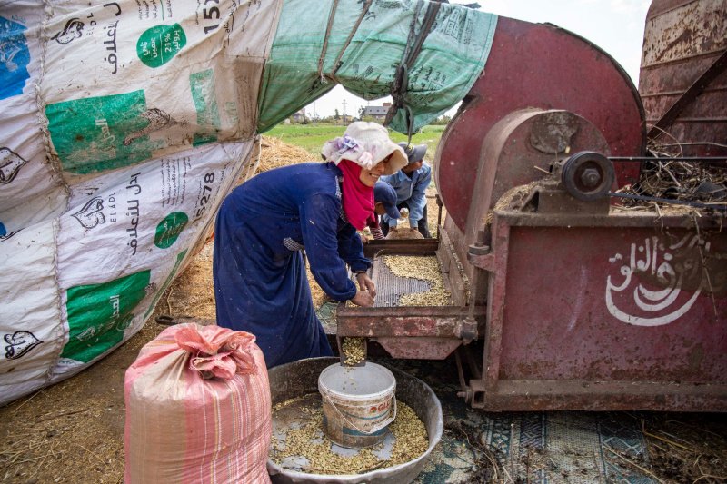 "نشرب ماء ملوثاً بالمخلفات"... مصريات يعملن بالفلاحة مقابل جرن مياه نظيفة