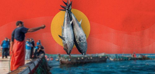 "الأسماك باتت حكراً على الأغنياء فقط"... تداعيات الصيد الجائر في الجزائر