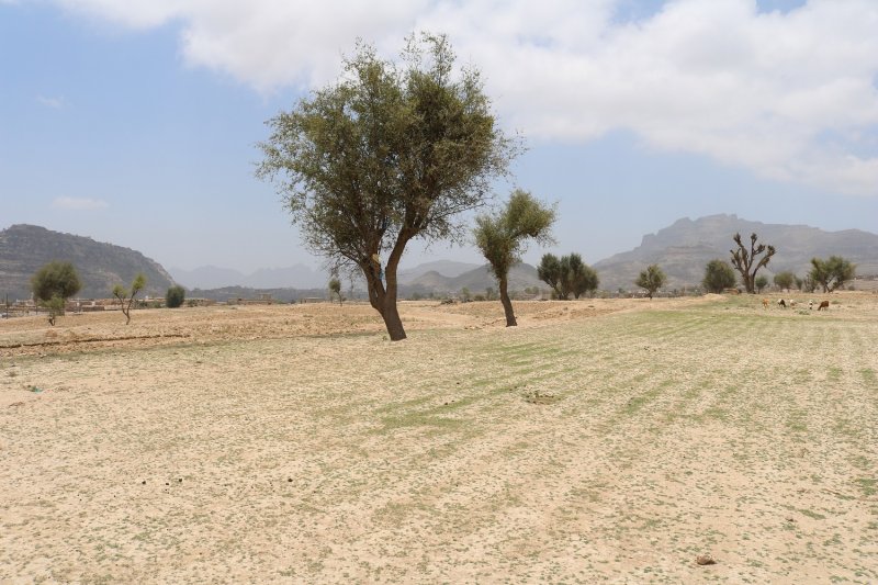  "أزرع أرضي أم أنتظر؟"... التغيّر المناخي يقلب روزنامة الزراعة في اليمن رأساً على عقب