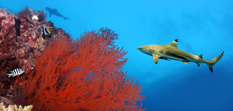 Beyond shark attacks : Egypt's marine ecosystem under threat