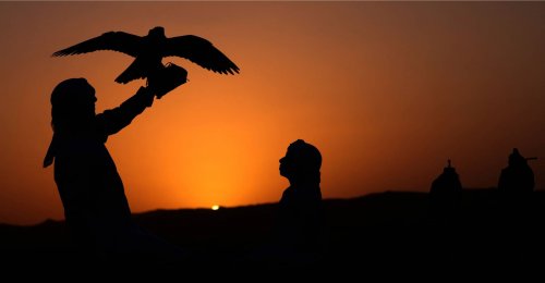 موسم الهجرة إلى الشِباك... تحقيق يرصد عمليات تهريب صقور مهاجرة نادرة من ليبيا إلى الخليج