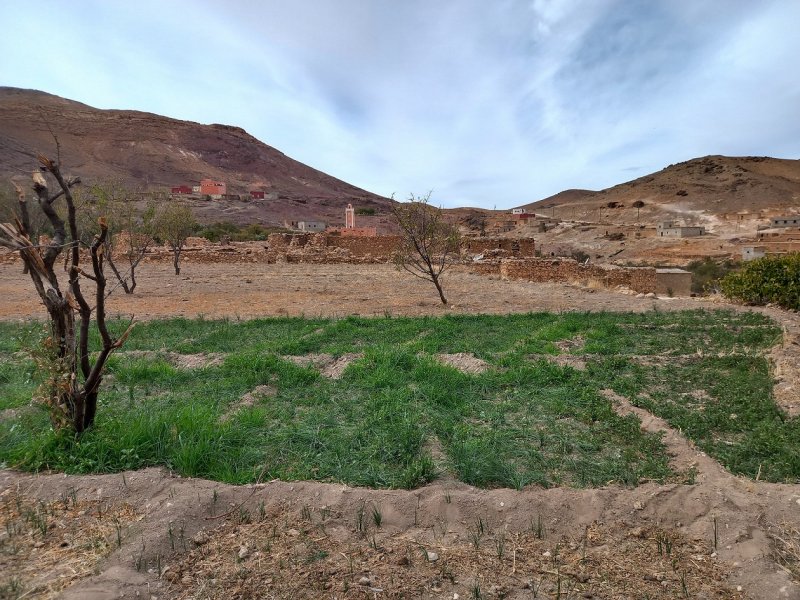  "الجفاف غيّر كل شيء"... رحلة مع مزارعي الزعفران جنوب المغرب