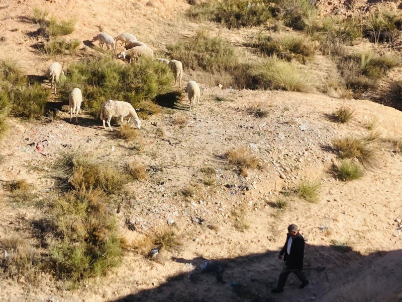  "نحاول يائسين توفير العلف لأبقارنا"... الجفاف يهدّد قطاع الماشية في تونس