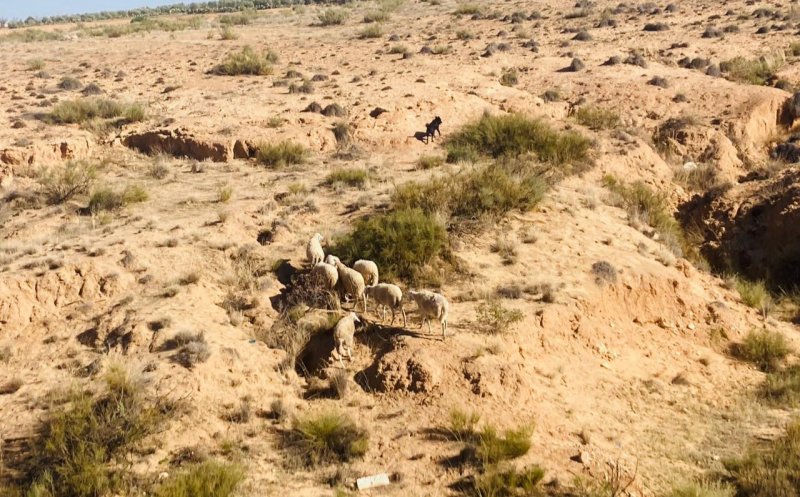  "نحاول يائسين توفير العلف لأبقارنا"... الجفاف يهدّد قطاع الماشية في تونس