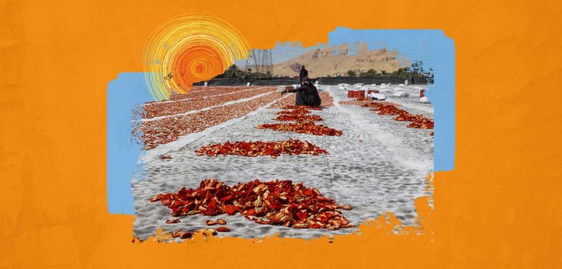 تجفيف الطماطم.. حل للتغلب على التغير المناخي وفقد المحصول
