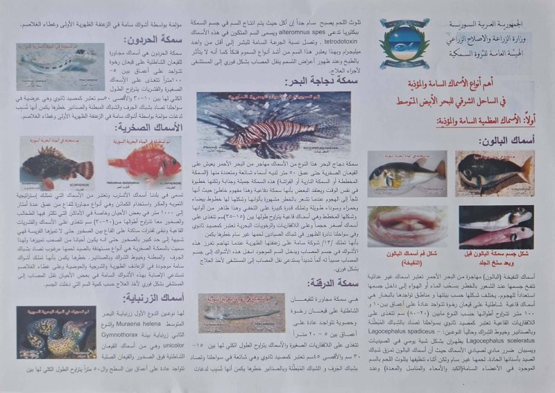أسماك "مهاجرة" في السواحل السوريّة... فرص اقتصاديّة وتحدّيات بيئيّة