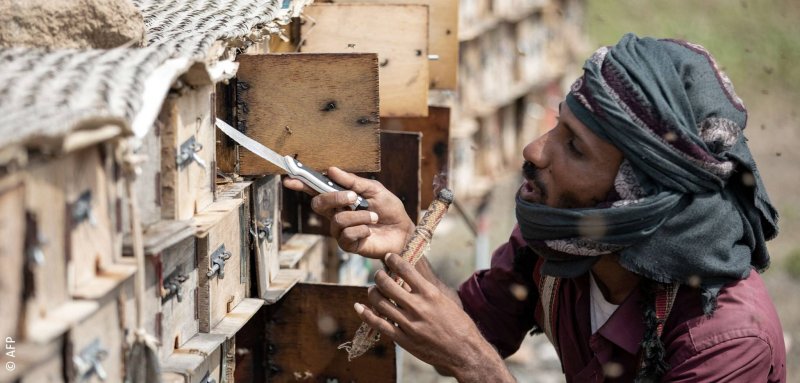 تربية النحل... الحرب وتغير المناخ يهدّدان مهنة الأجداد في اليمن