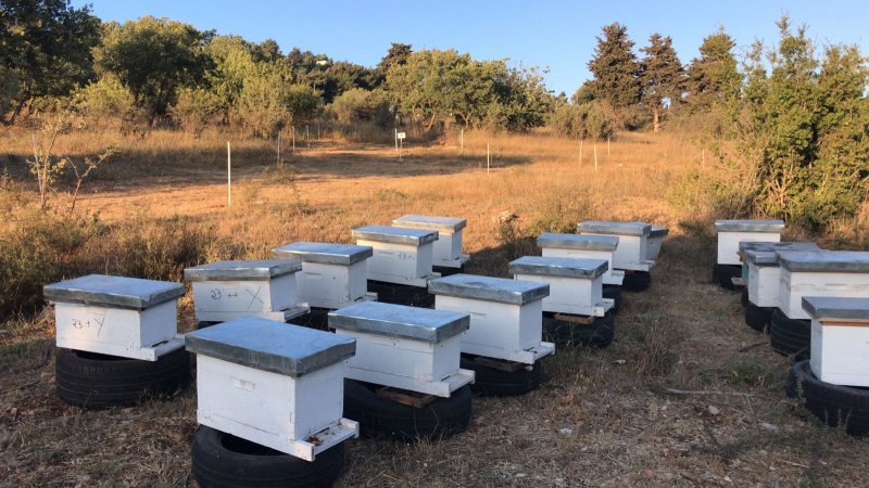 النحل في لبنان ضحية الآلة الحربية الإسرائيلية والمسيّرات الفتاكة