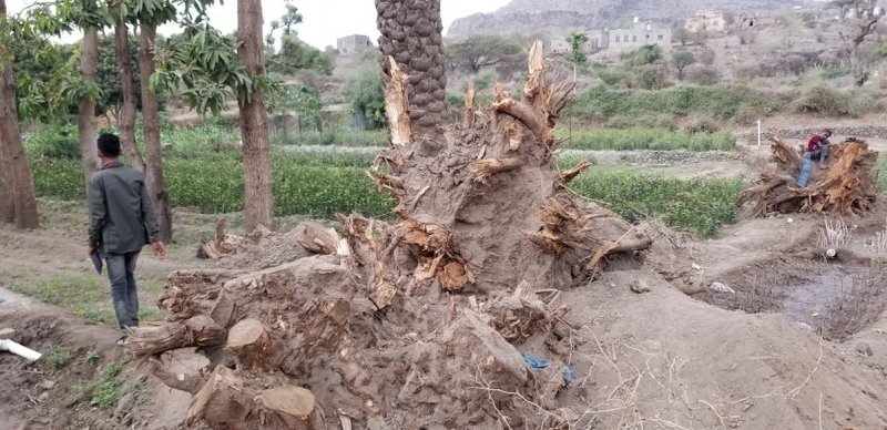 "تراجع في الكمية والنوعية"... التغيرات المناخية تهدّد إنتاج المانجو اليمني