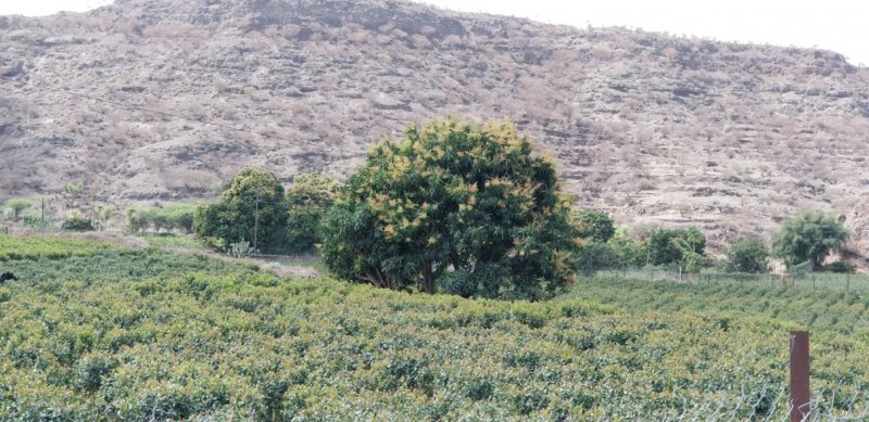 "تراجع في الكمية والنوعية"... التغيرات المناخية تهدّد إنتاج المانجو اليمني