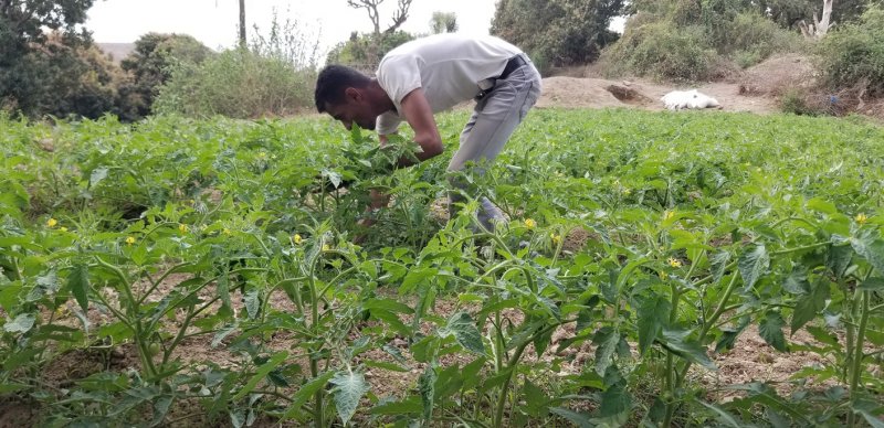 "تراجع في الكمية والنوعية"... التغيرات المناخية تهدّد إنتاج المانجو اليمني