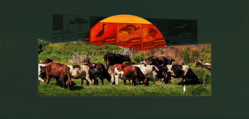 محمية الحسوة الطبيعية... الكنز البيئي المهدد في عدن