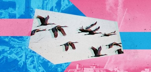 هل تؤثر الحروب على مسارات هجرة الطيور؟