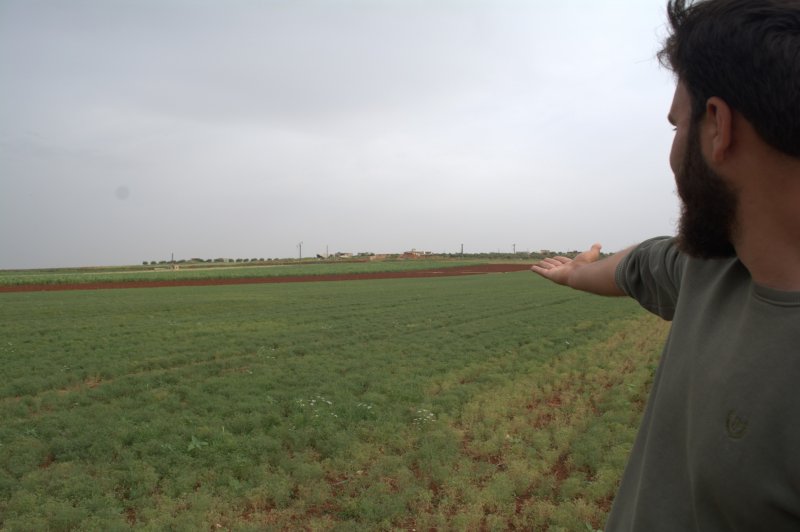  محصول "حسّاس" ومُربح... مغامرات زراعة الكمون في إدلب