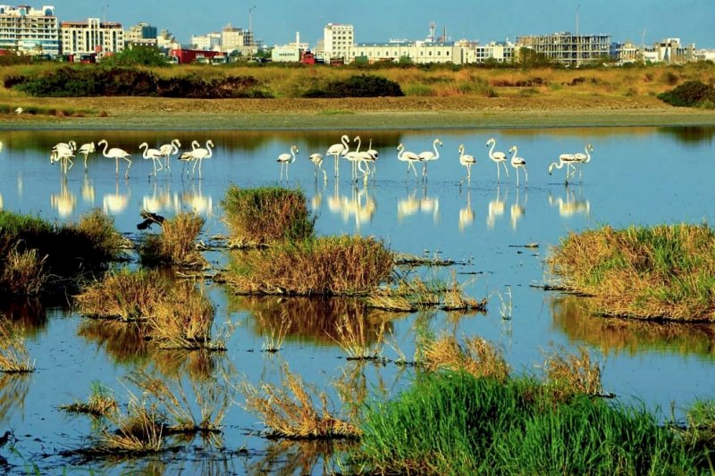 محمية الحسوة الطبيعية... الكنز البيئي المهدد في عدن