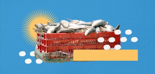 "Migratory" fish off the Syrian coast: Economic opportunities and environmental challenges