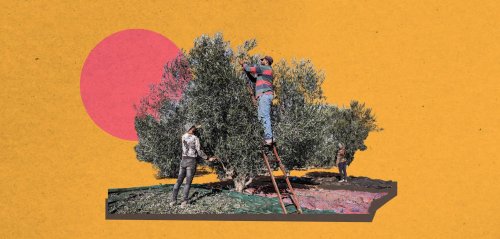 تأقلم كاذب في موسم الزّيتون