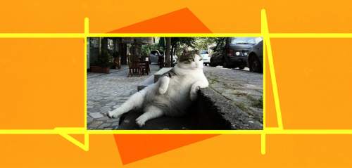 The cats of Istanbul: Companions of the Ottoman Empire through history