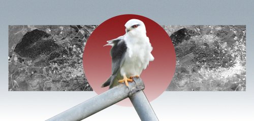 الحرب الإسرائيلية فتكت بالبيئة اللبنانية… كيف نعيد إليها الحياة؟