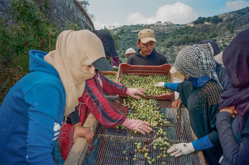 How Solar Olives is pioneering a regenerative model of olive farming